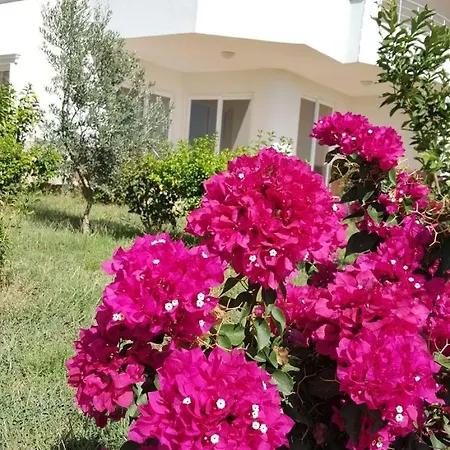 Begon Βίλα Αλάνια